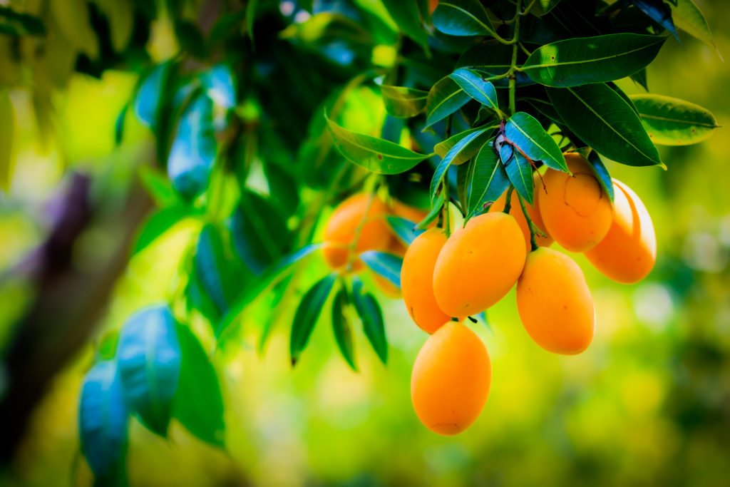 インドネシアのマンゴーの木