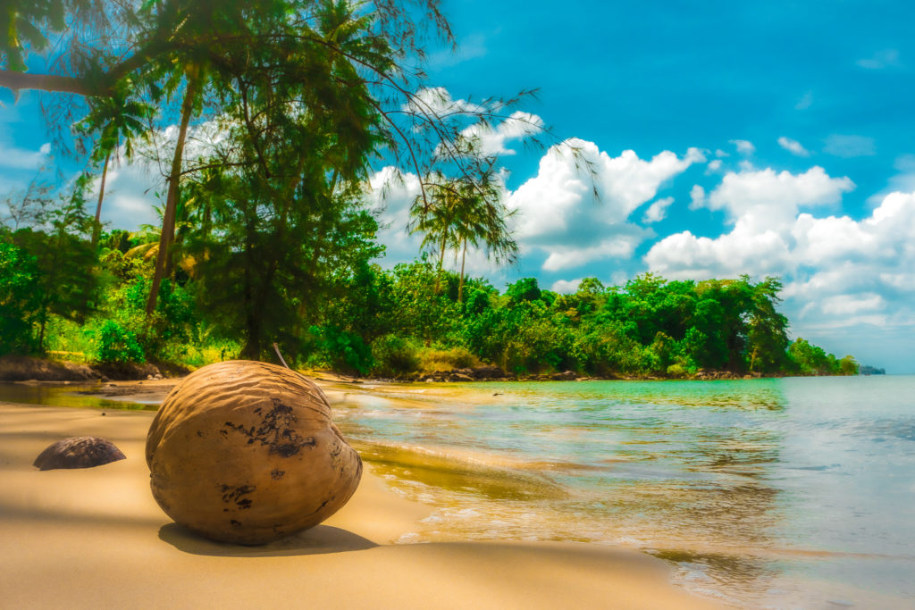 浜辺に佇むヤシの実