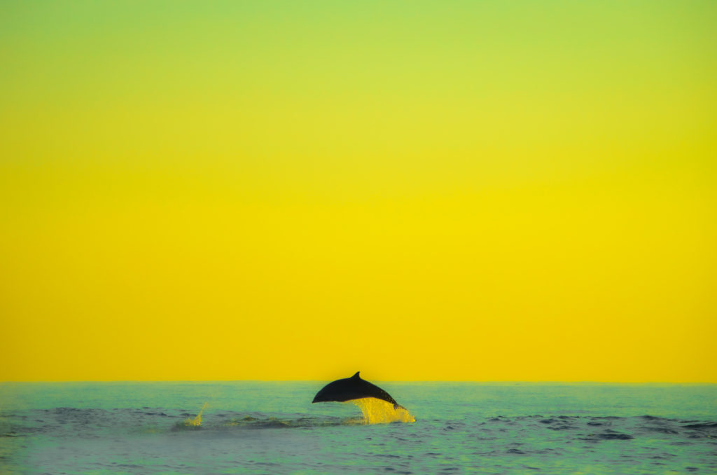 インドネシアのイルカ