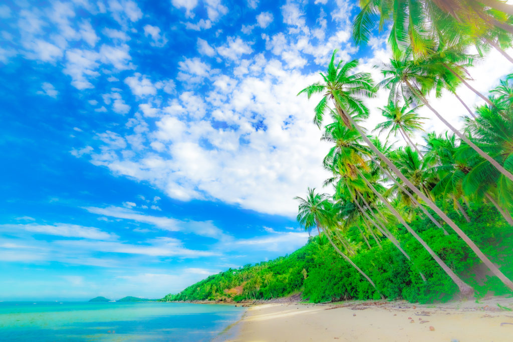 ヤシの木と浜辺